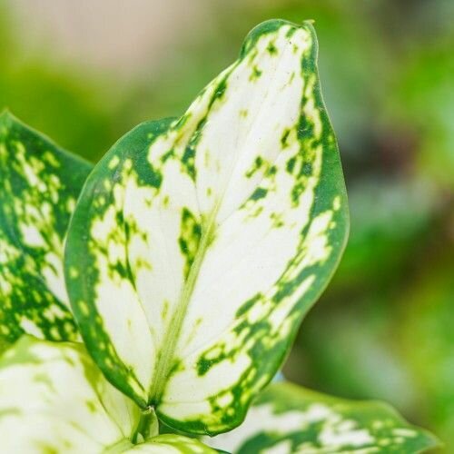 Аглаонема Сноуфлейк (Aglaonema Snowflake) D6см