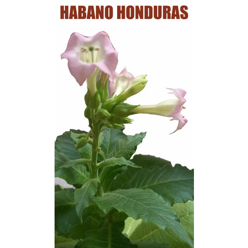 Семена табака Habano Honduras (Габано Гондурас)