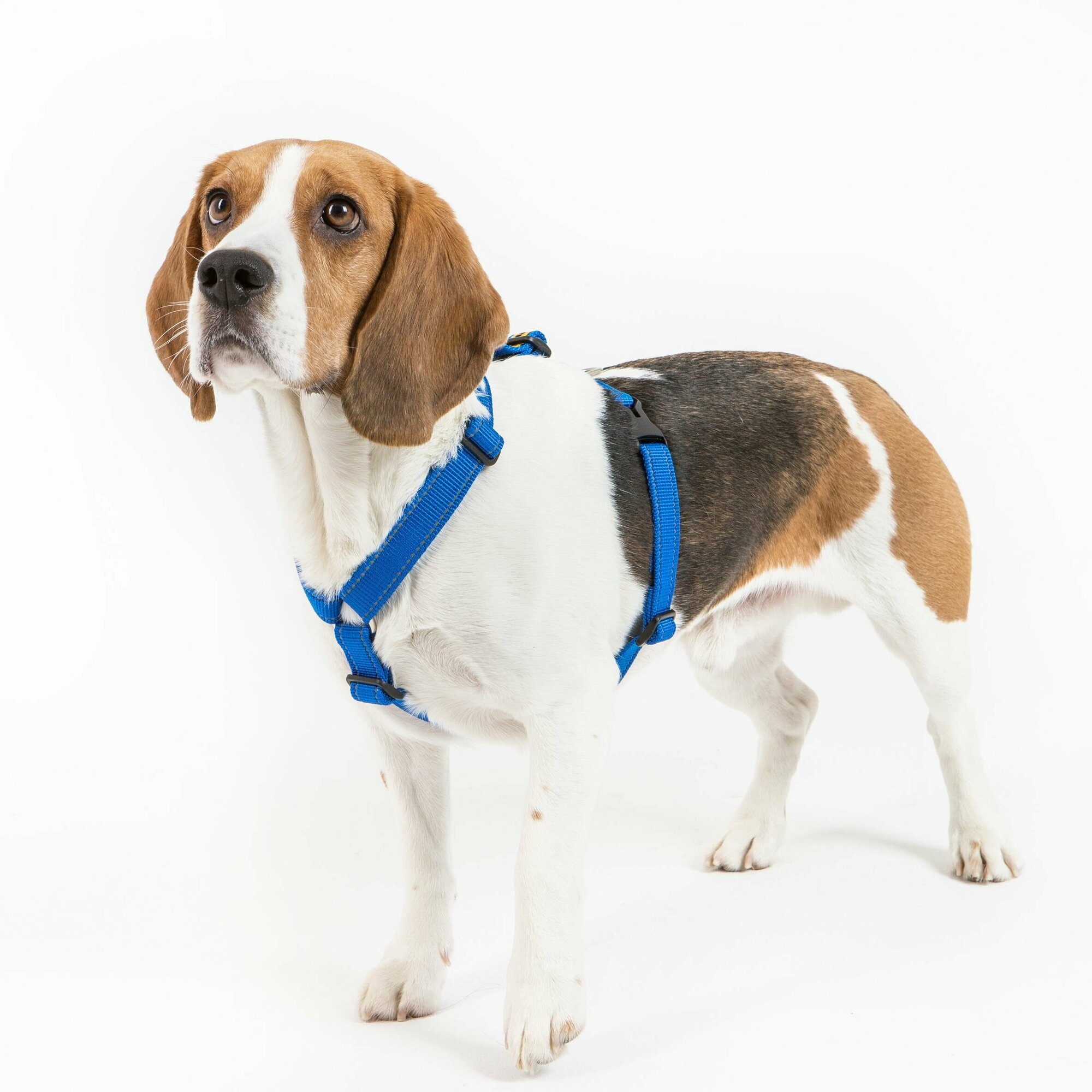 Регулируемая светоотражающая шлейка для собак до 40 кг 25 мм