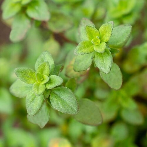 Тимьян лимонный (лат. Thymus citriodorus) семена 25шт