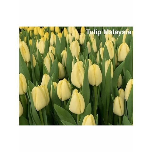 Тюльпан Луковица, Малайзия, 3шт крупные, разбор 12+ гладиолус smolensk разбор 10 12 1 луковица