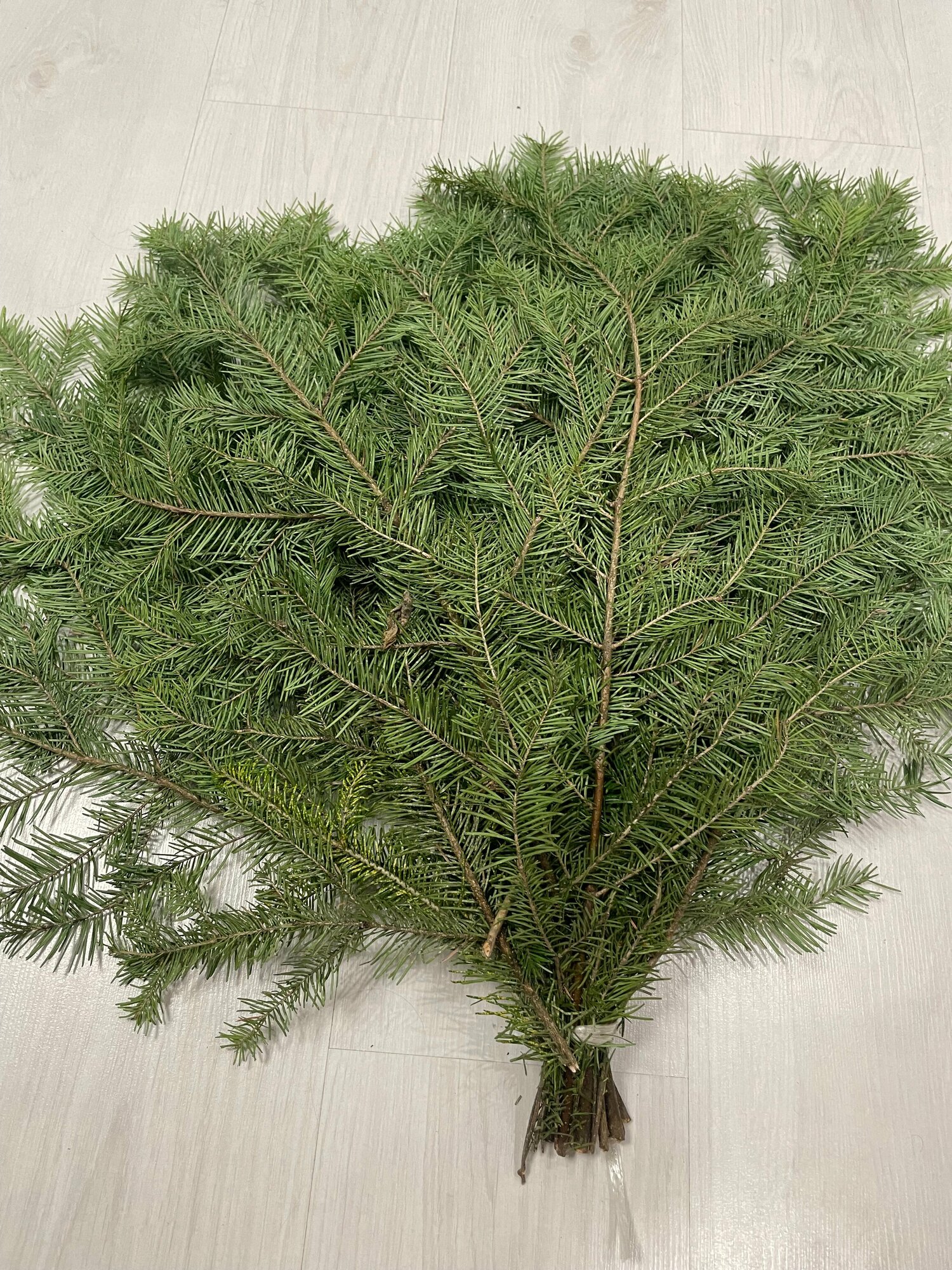  Живой лапник пихты    10 веточек