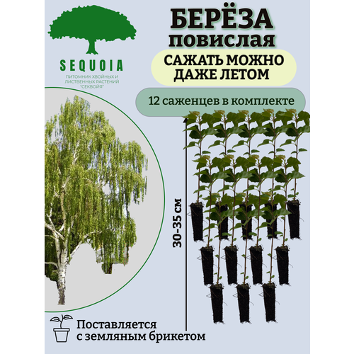 берёза плакучая береза повислая береза бородавчатая betula pendula семена 500шт подарочек Береза повислая 12 саженцев