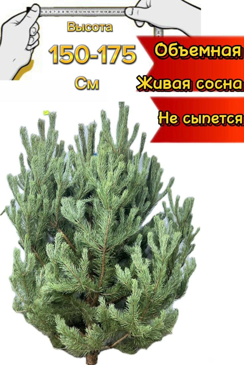 Елка живая сосна