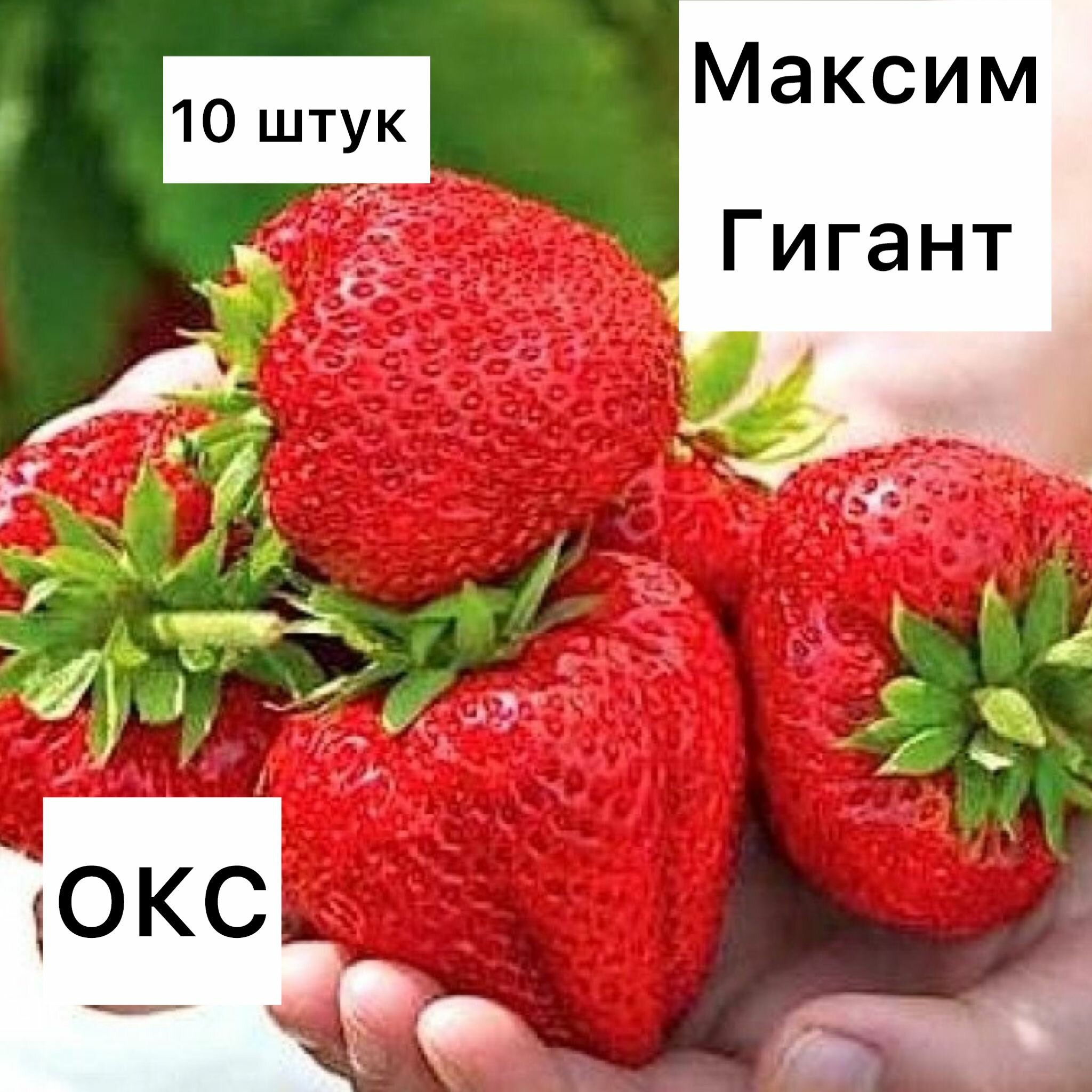 Клубника максим гигант 10 штук