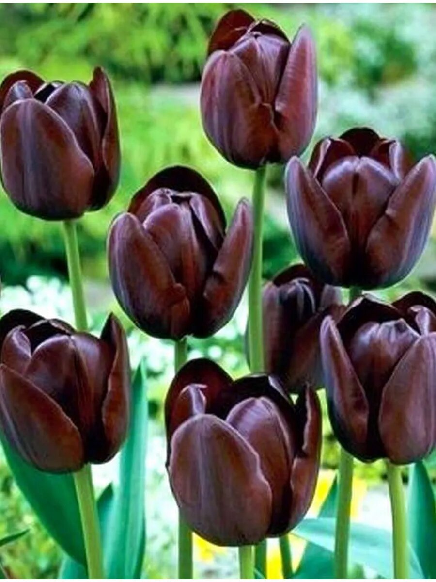 Тюльпан простой поздний Куин Оф Найт 3 шт