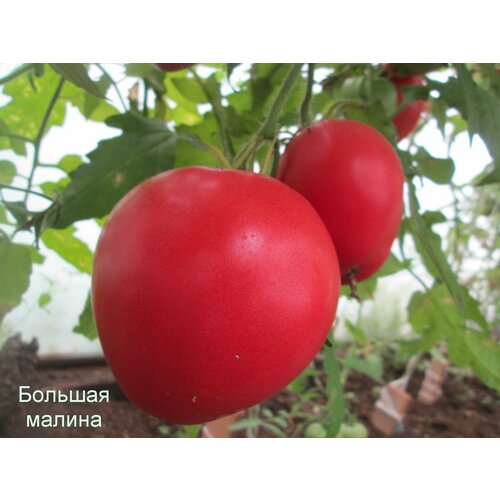 Коллекционные семена томата Большая малина
