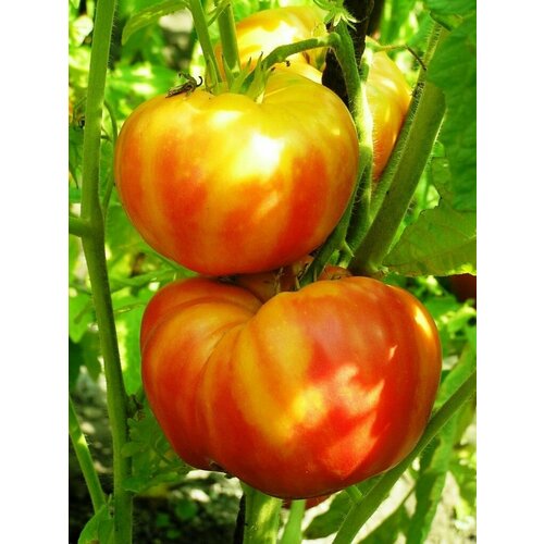 Коллекционные семена томата Загадка Людмилы