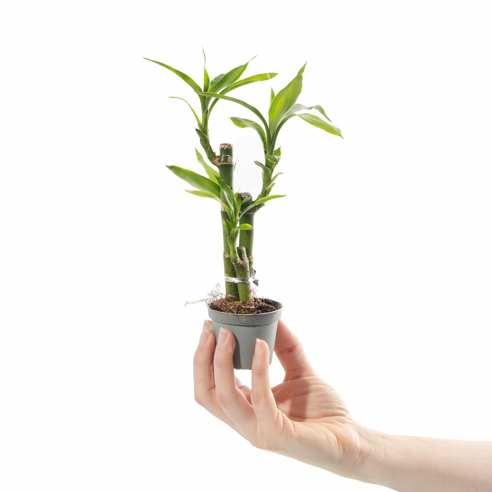 Бамбук Лаки Драцена Сандериана (Dracaena Sanderiana Lucky Bamboo) D6см