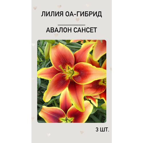 Лилия Авалон Сансет, луковицы многолетних цветов лилия аоа гибрид авалон сансет avalon sunset луковицы 3 шт 12 14