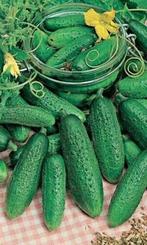 Коллекционные семена огурца Изобилье дачника F1