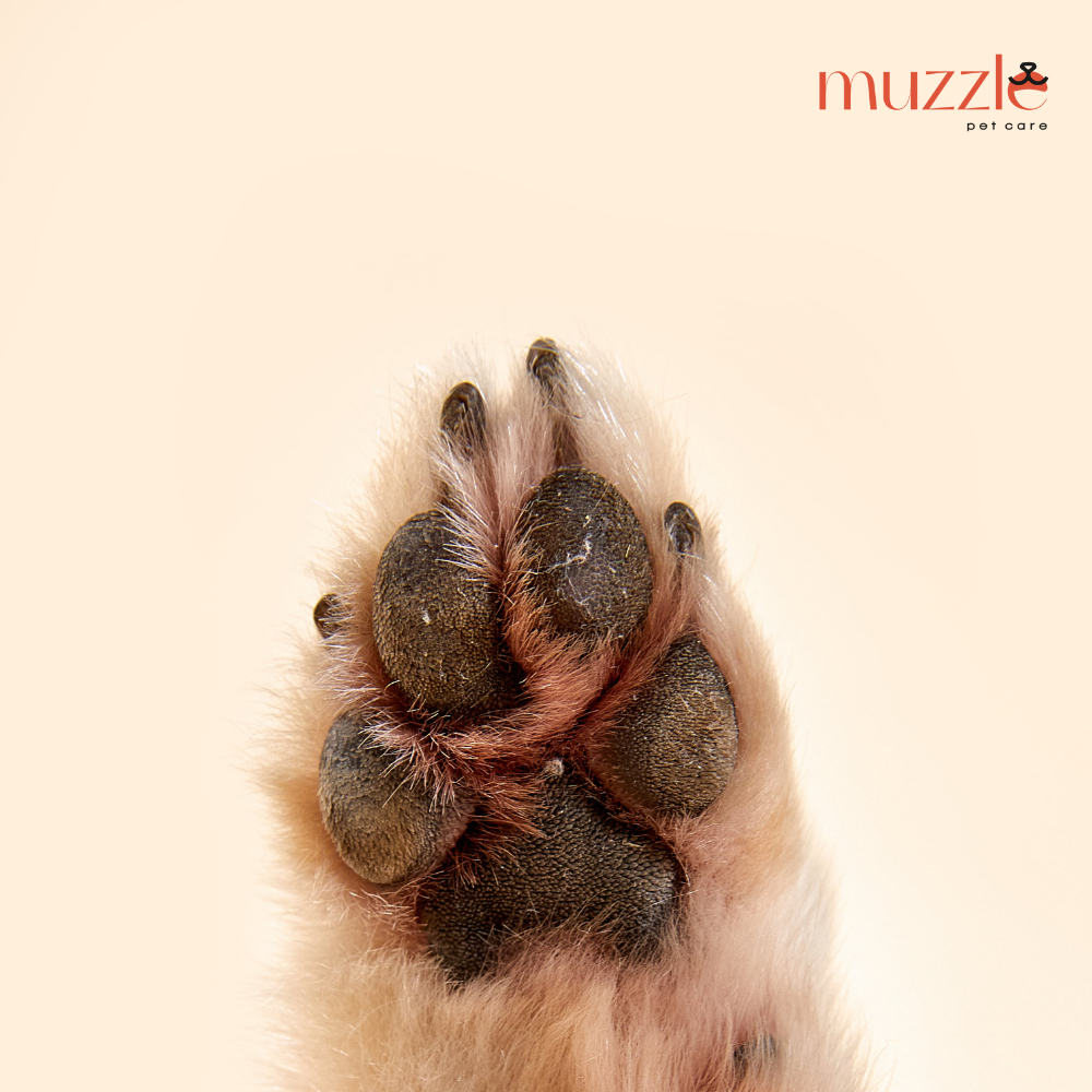 Когтерез Muzzle pet care для кошек и собак с подсветкой и функцией гриндера - фотография № 11