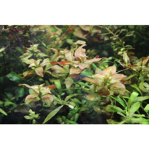 Людвигия ползучая (Ludwigia repens), живое аквариумное растение 5 веточек 7-10см