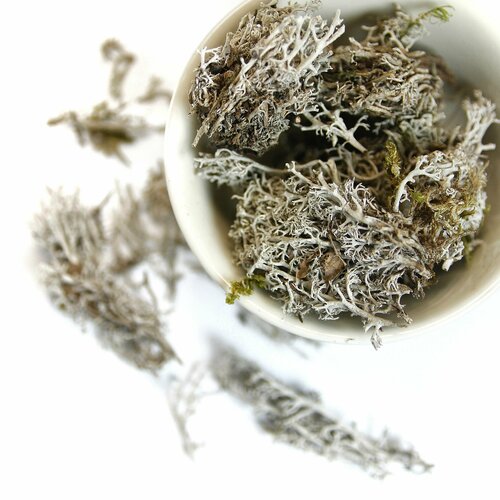 Кладония лишайник 50 гр - мох, цельный, трава сушеная, травяной чай, фиточай, фитосбор (Ягель)