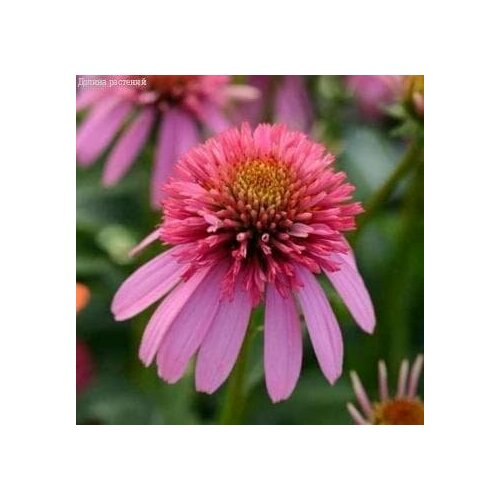 Эхинацея Бабл Гам (1 корневище в горшке р9). Holland Bulbs (Голландия)