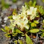 Рододендрон золотистый (лат. Rhododendron aureum) семена 25шт + подарочек