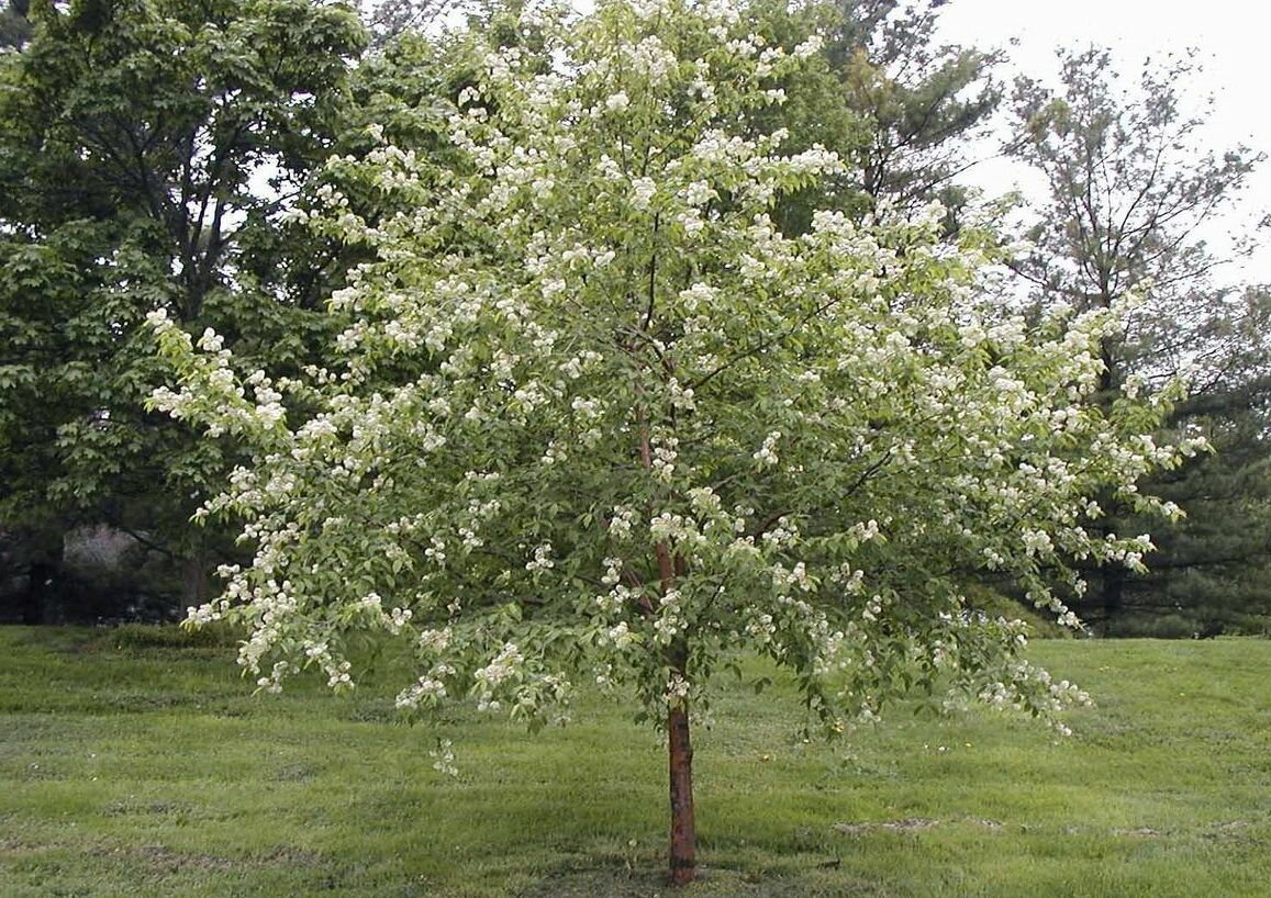 Черемуха маака (лат. Prunus maackii) семена 15шт + подарочек