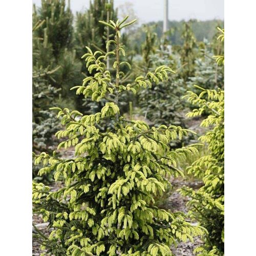 семена туя восточная platycladus orientalis 20 штук Семена Ель восточная (Picea orientalis), 15 штук