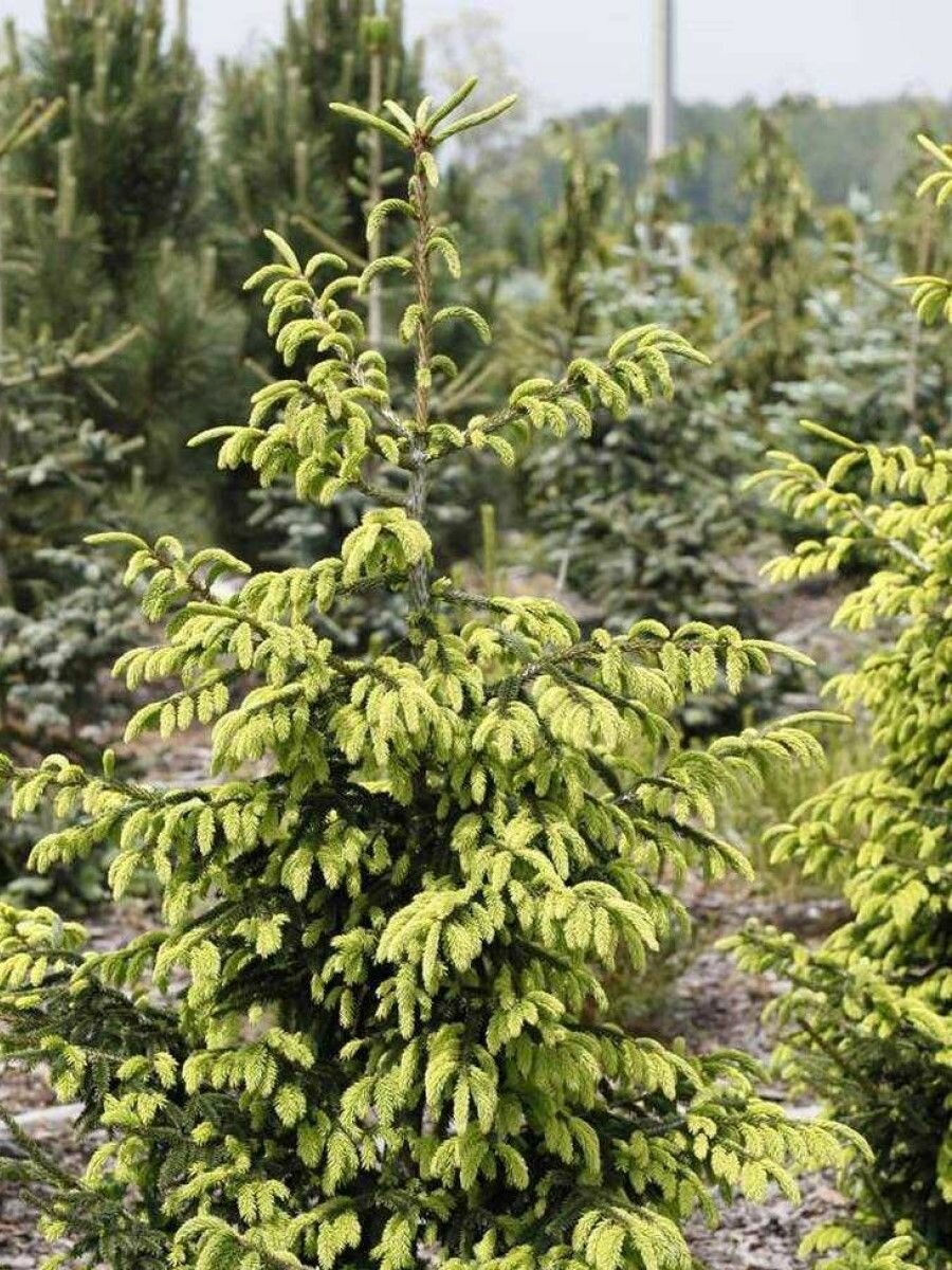 Семена Ель восточная (Picea orientalis), 15 штук