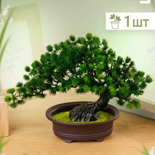 Бонсай в кашпо 1 шт