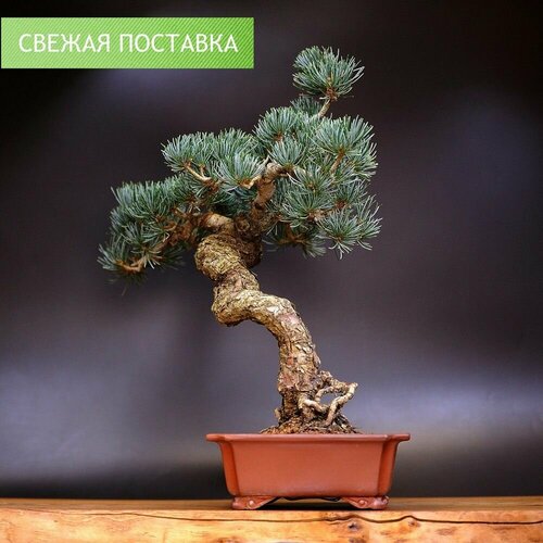 Бонсая белая японская сосна, 45см, 36 лет