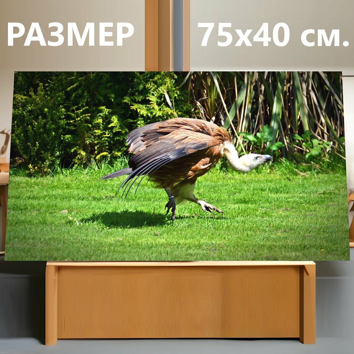 Картина на холсте "Гриф, птица, мусорщик" на подрамнике 75х40 см. для интерьера