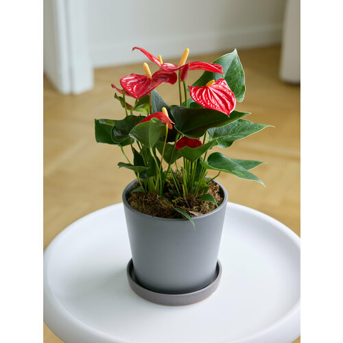 Растение антуриум красный 3700₽