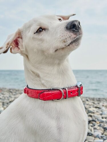 Изображение товара Ошейник для собак Japan Premium Pet из полированной натуральной кожи. Размер М.