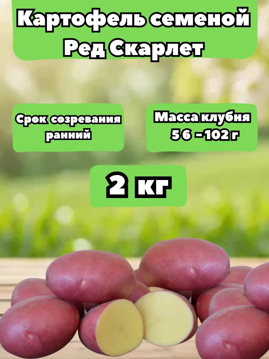 Картофель Ред Скарлет 2 кг