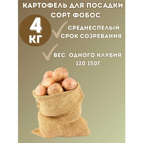 Картофель Семенной Фобос 4 кг