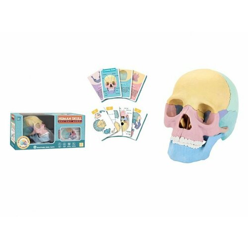 Набор игровой Анатомия человека череп 3998₽
