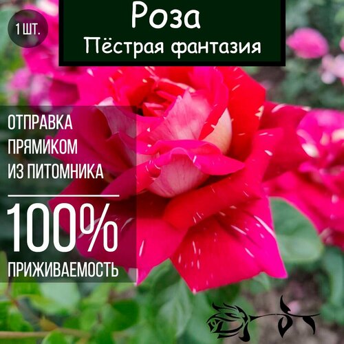 Саженец розы Пёстрая фантазия / Чайно гибридная роза саженец розы незаменимая чайно гибридная роза