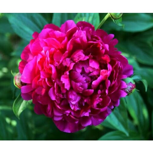 Пион лекарственный (розово-пурпур)