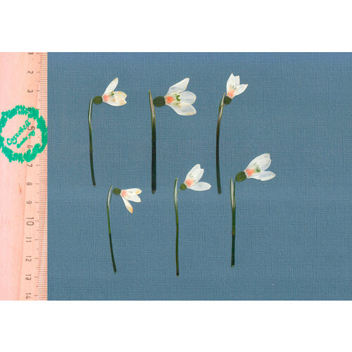 Плоские сухоцветы - Белоцветник для заливки смолой и рукоделия, 6 шт