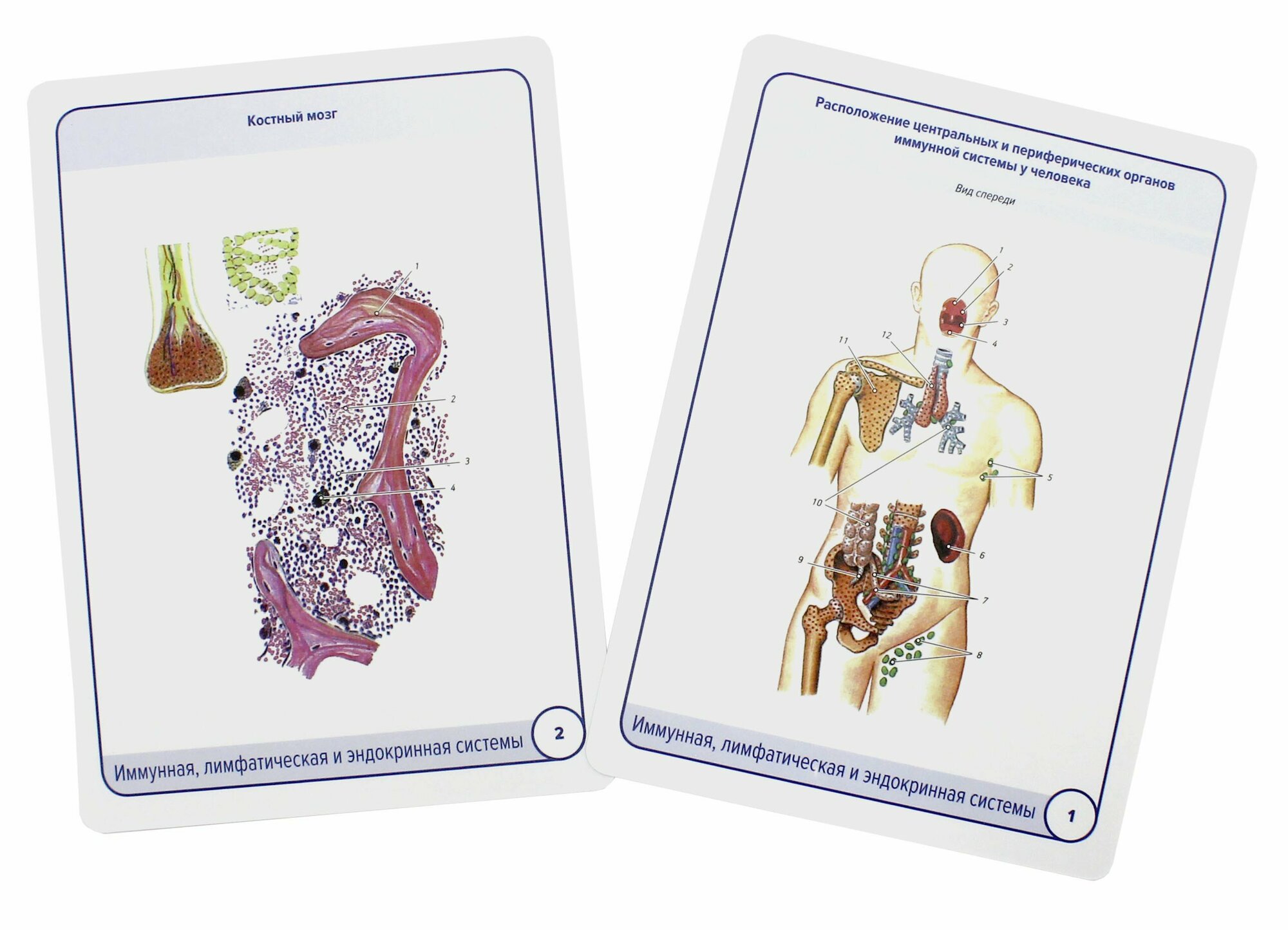Анатомия человека. Иммунная, лимфатическая и эндокринная системы. 32 карточки - фото №8