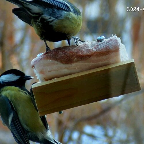 Кормушка для птиц на окно для сала