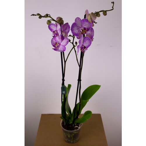 Орхидея Фаленопсис 