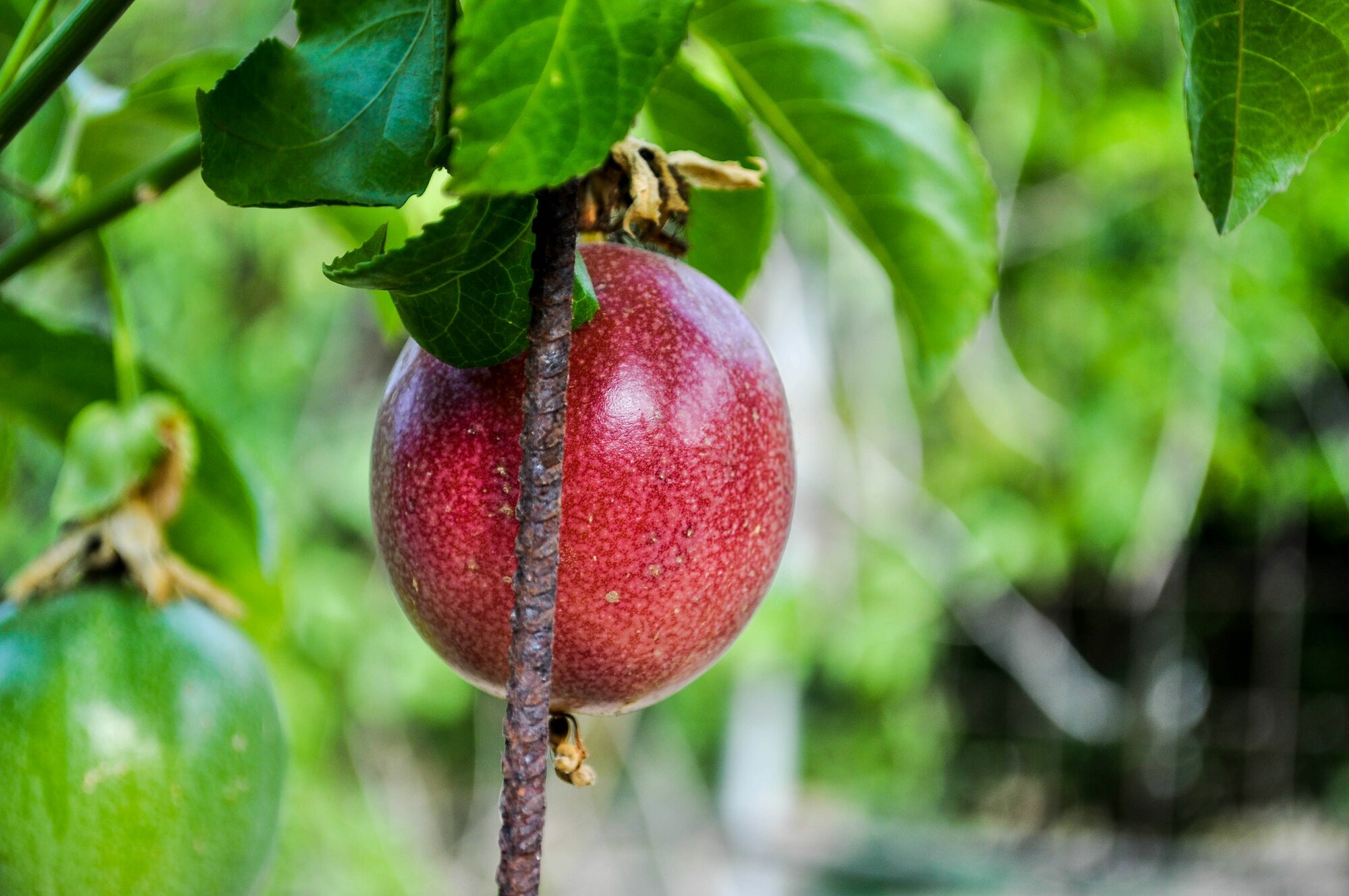 Маракуйя - Страстоцвет съедобный - Гранадилла - (лат. Passiflora edulis) семена 5шт + подарочек