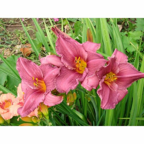 Лилейник гибридный Саммэ Вайн 1 шт 1231₽