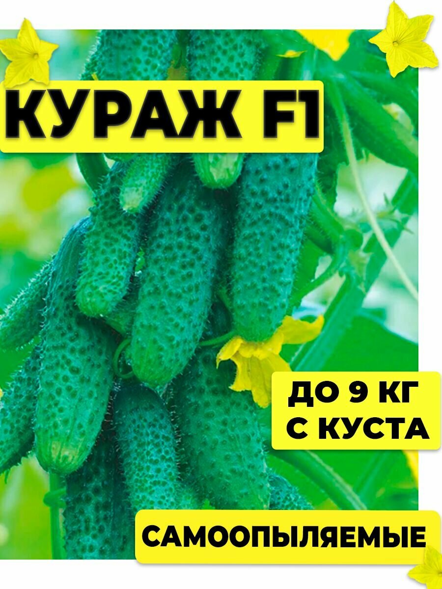 фото 20 семян скороспелых огурцов "Кураж F1"