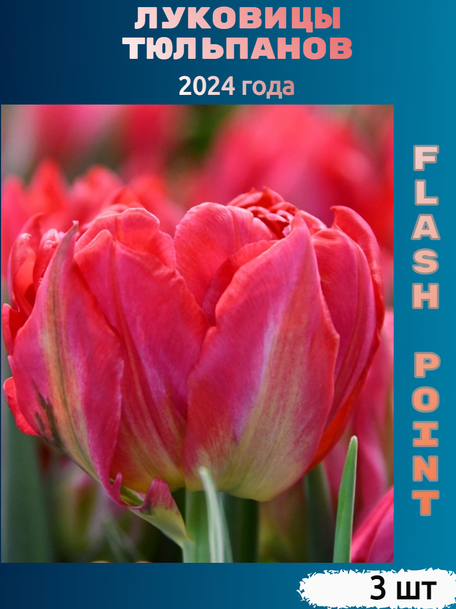 Луковицы тюльпана Flash point (3 шт)