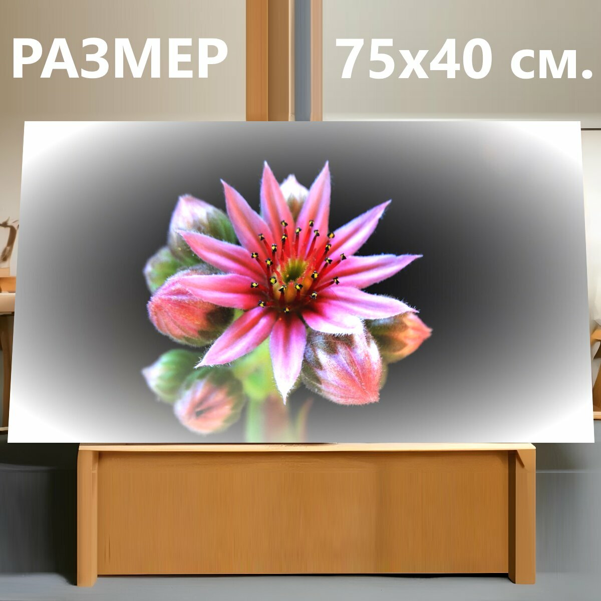 Картина на холсте "Розовый, цветок, лепестки" на подрамнике 75х40 см. для интерьера