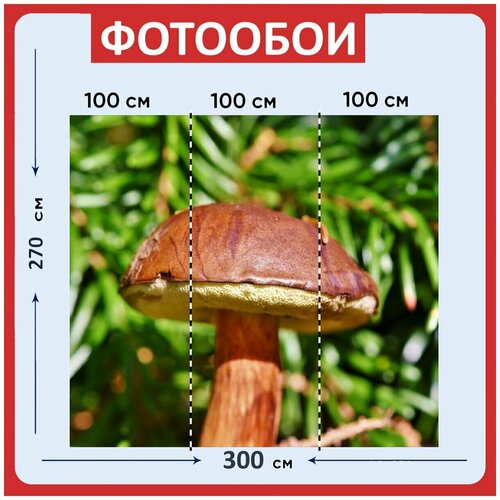 Фотообои Коричневый кап гриб съедобный гриб 300x270 см флизелиновыена стену 3940₽