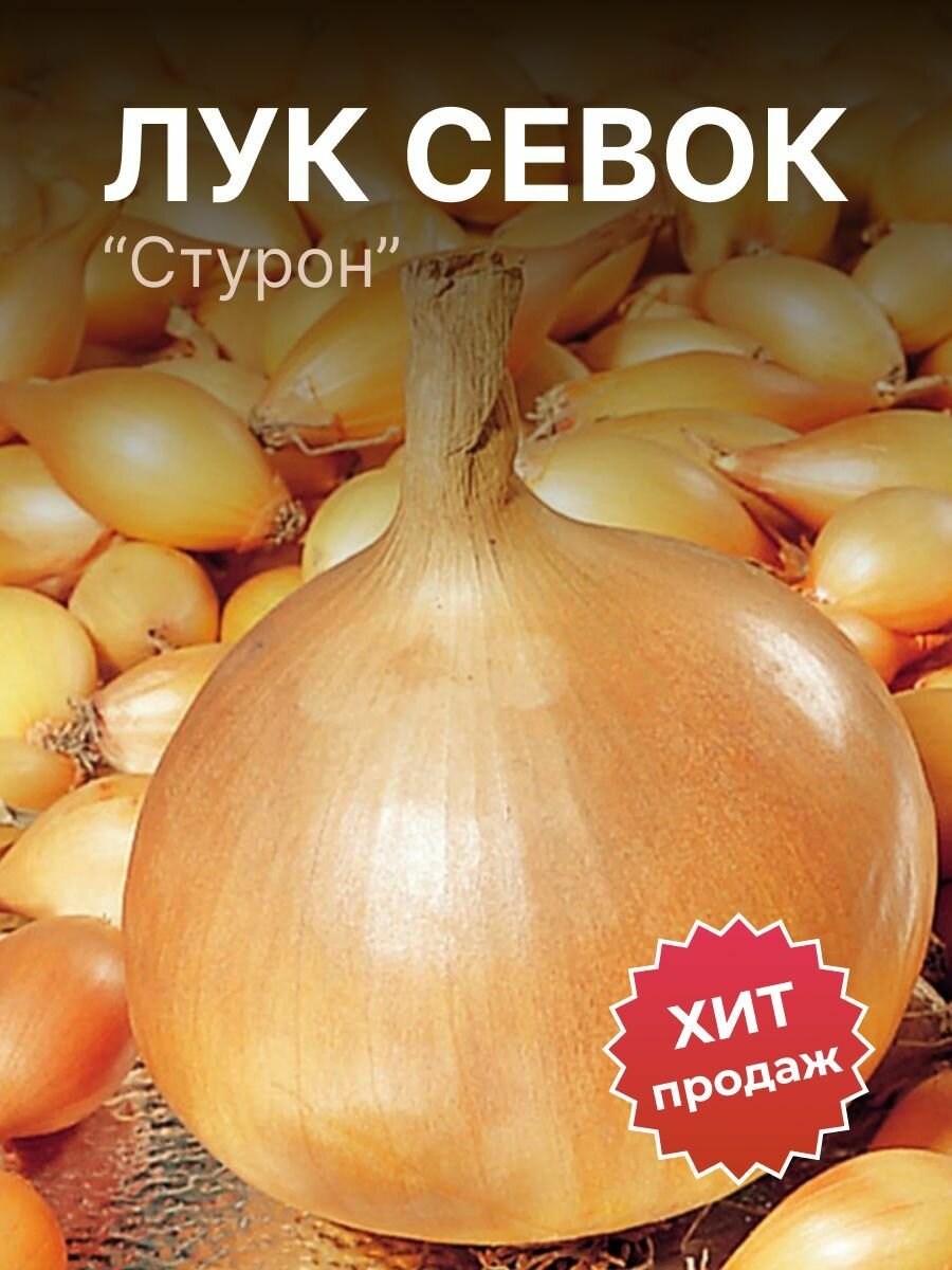 Лук севок на посадку 
