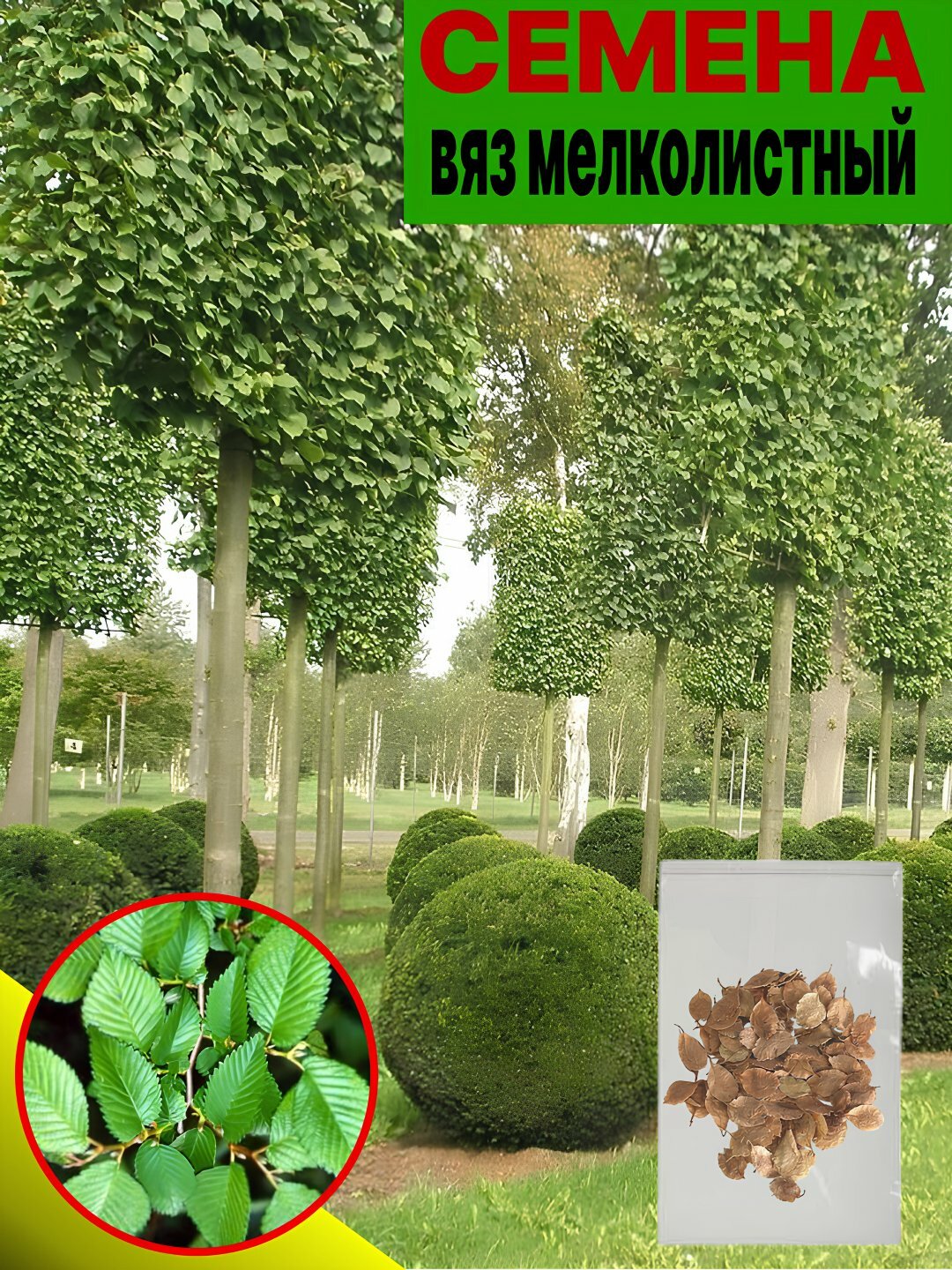 Семена, Вяз мелколистный гужум 30 штук,(Ulmus parvifolia) — лиственное дерево.