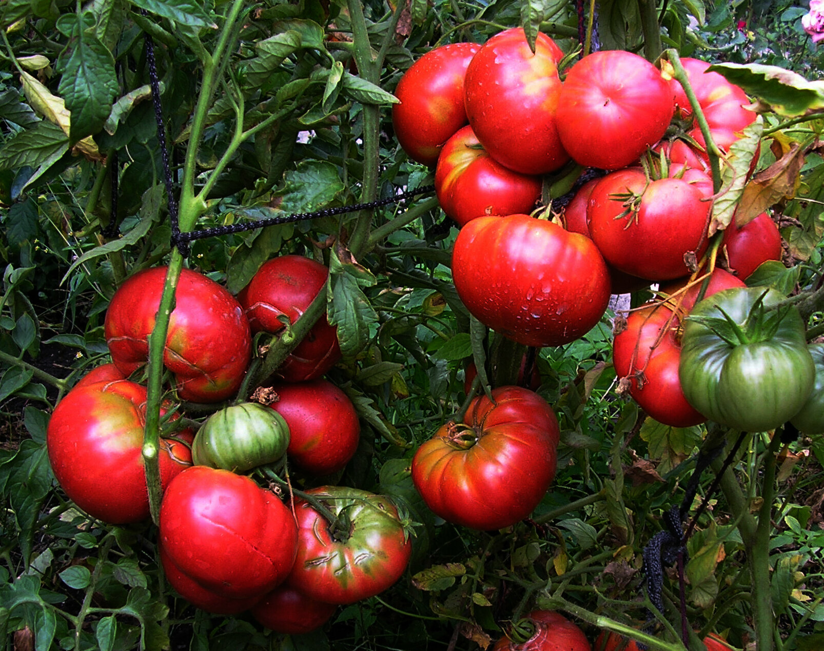 Коллекционные семена томата Зарево