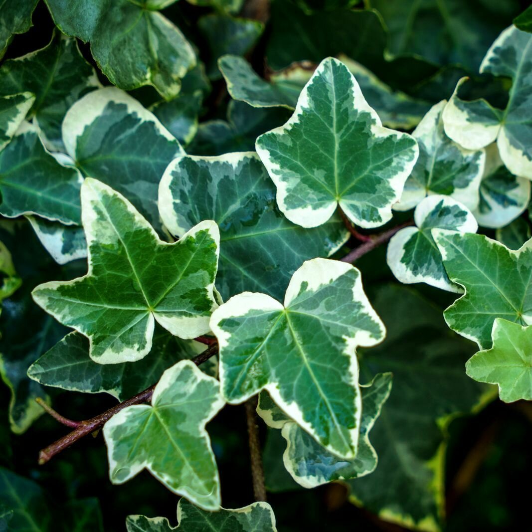 Хедера Хеликс Вариегата Плющ (Hedera Helix Variegata) D6см