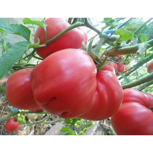 Семена томатов сорт Малькольм Линкольн (10 штук)