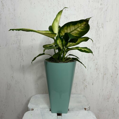 Диффенбахия в высоком кашпо оливкового цвета