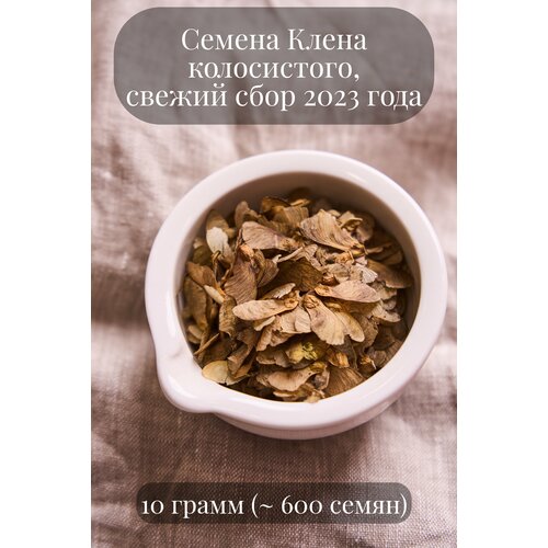 Семена Клена колосистого, 10 грамм (примерно 600 шт) семена клена пенсильванского